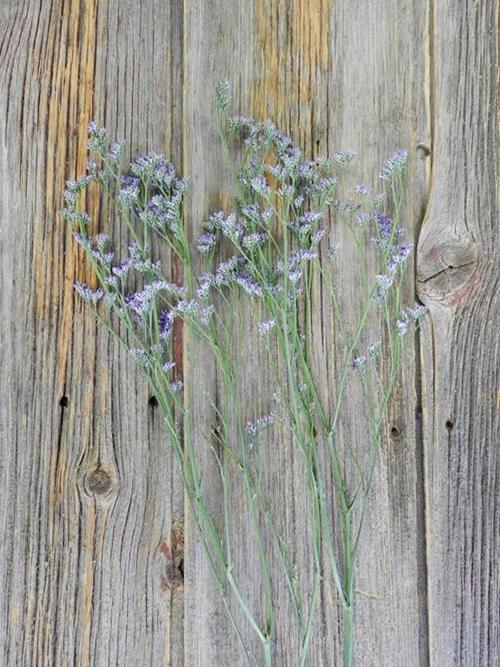 MAINE BLUE   LIMONIUM